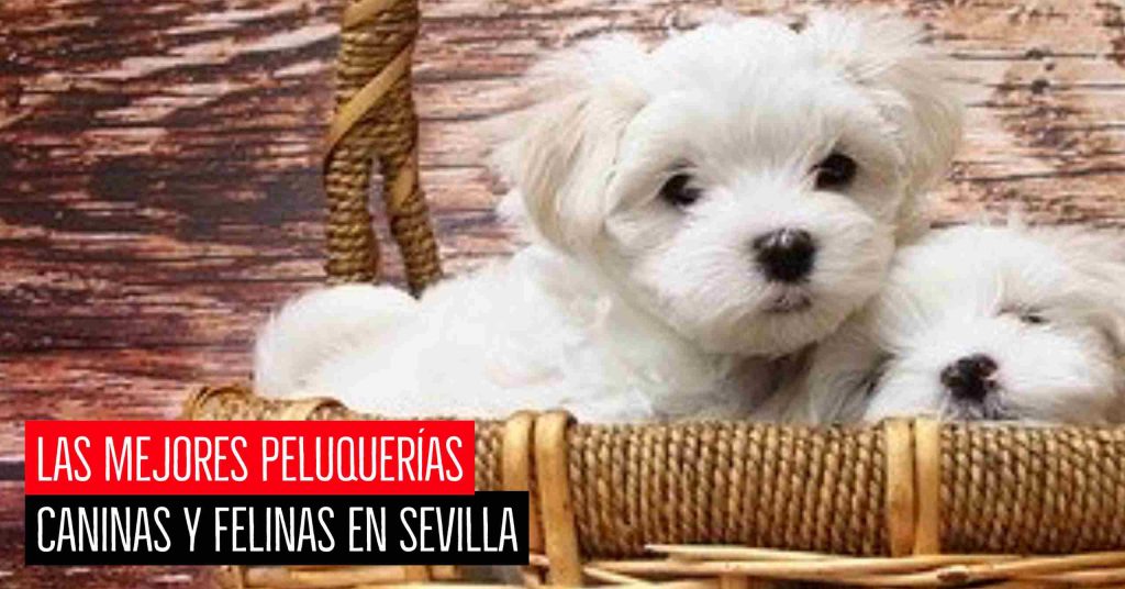 Mejores peluquerías caninas y felinas en Sevilla