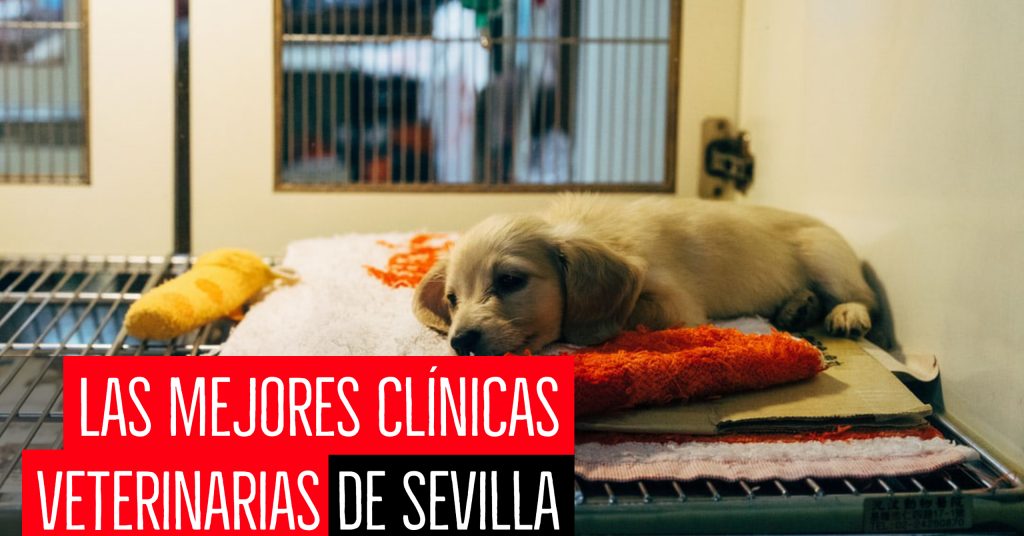 las mejores clínicas veterinarias de Sevilla